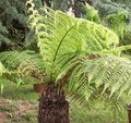 Fougère arborescente - Dicksonia antartica