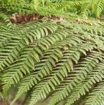 Fougère arborescente - Dicksonia antartica