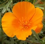 Pavot de Californie - Eschscholzia californica