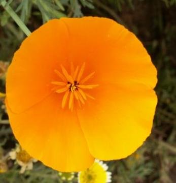 600 Graines Pavot De Californie Orange - Eschscholzia Californica - Fleurs Géantes