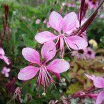 Gaura lindheimeri