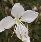 Gaura lindheimeri