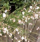 Gaura lindheimeri