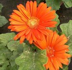 Gerbera jamesonii