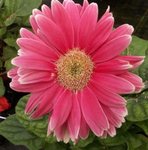 Gerbera jamesonii