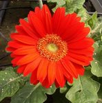 Gerbera jamesonii