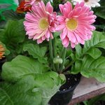 Gerbera jamesonii