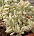 Sedum morganianum - Orpin de Morgane - Queue d'âne