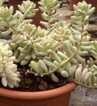 Sedum morganianum - Orpin de Morgane - Queue d'âne