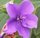 tibouchina