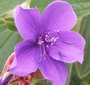 Tibouchina urvilleana - Tibouchine