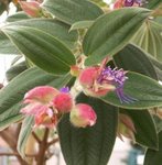 Tibouchina urvilleana - Tibouchine