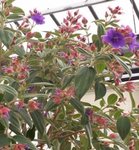 Tibouchina urvilleana - Tibouchine