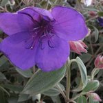 Tibouchina urvilleana - Tibouchine