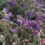 Tibouchina urvilleana - Tibouchine