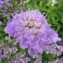 Scabieuse - Scabiosa