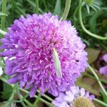 Scabieuse - Scabiosa