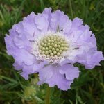 Scabieuse - Scabiosa