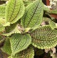 Pilea involucrata