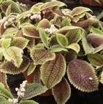 Pilea involucrata