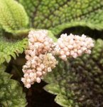 Pilea involucrata