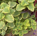 Plectranthus