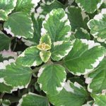 Plectranthus