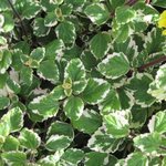 Plectranthus