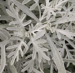 Cinéraire  maritime - Senecio cineraria 