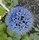 echinops