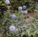 Chardon bleu - Boule azurée - Echinops ritro - Boule bleue