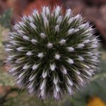 Chardon bleu - Boule azurée - Echinops ritro - Boule bleue