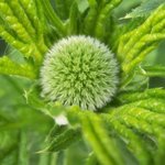 Chardon bleu - Boule azurée - Echinops ritro - Boule bleue