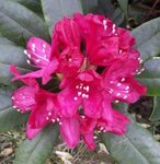 Rhododendron