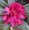 Rhododendron
