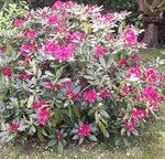 Rhododendron