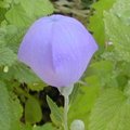 Platycodon grandiflorus - Fleur ballon - Campanule à grandes fleurs