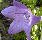 Platycodon grandiflorus - Fleur ballon - Campanule à grandes fleurs