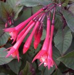 Fuchsia 'Fulgens'