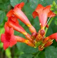 Bignone - Campsis radicans - Jasmin de Virginie