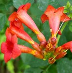 Bignone - Campsis radicans - Jasmin de Virginie