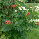 Bignone - Campsis radicans - Jasmin de Virginie