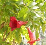 Bignone - Campsis radicans - Jasmin de Virginie