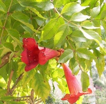 Bignone Flamenco - Campsis Radicans - Plante Grimpante à Fleurs Rouges - Pot 50-60 Cm