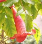 Bignone - Campsis radicans - Jasmin de Virginie