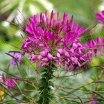 Cleome - Fleur araignée