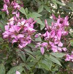 Cleome - Fleur araignée