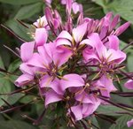 Cleome - Fleur araignée