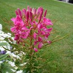 Cleome - Fleur araignée