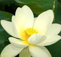 Lotus - Nelumbo nucifera